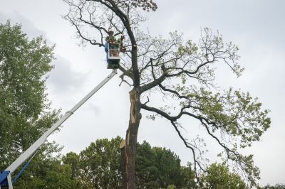 Tree removal specialists preparing for land clearing