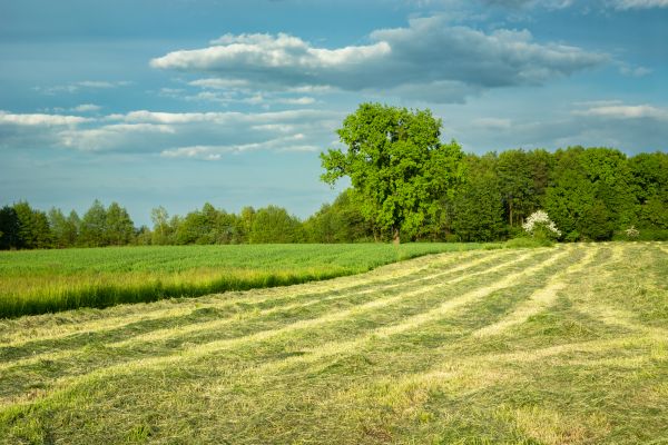 Cost of Vegetation Removal in Chesterfield