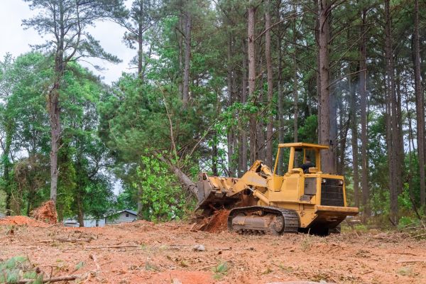 Cost of Forest Thinning in Chesterfield