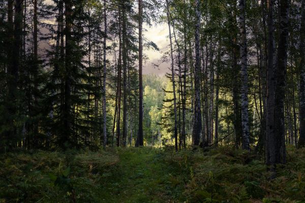 Cost of Pine Tree Clearing in Chesterfield